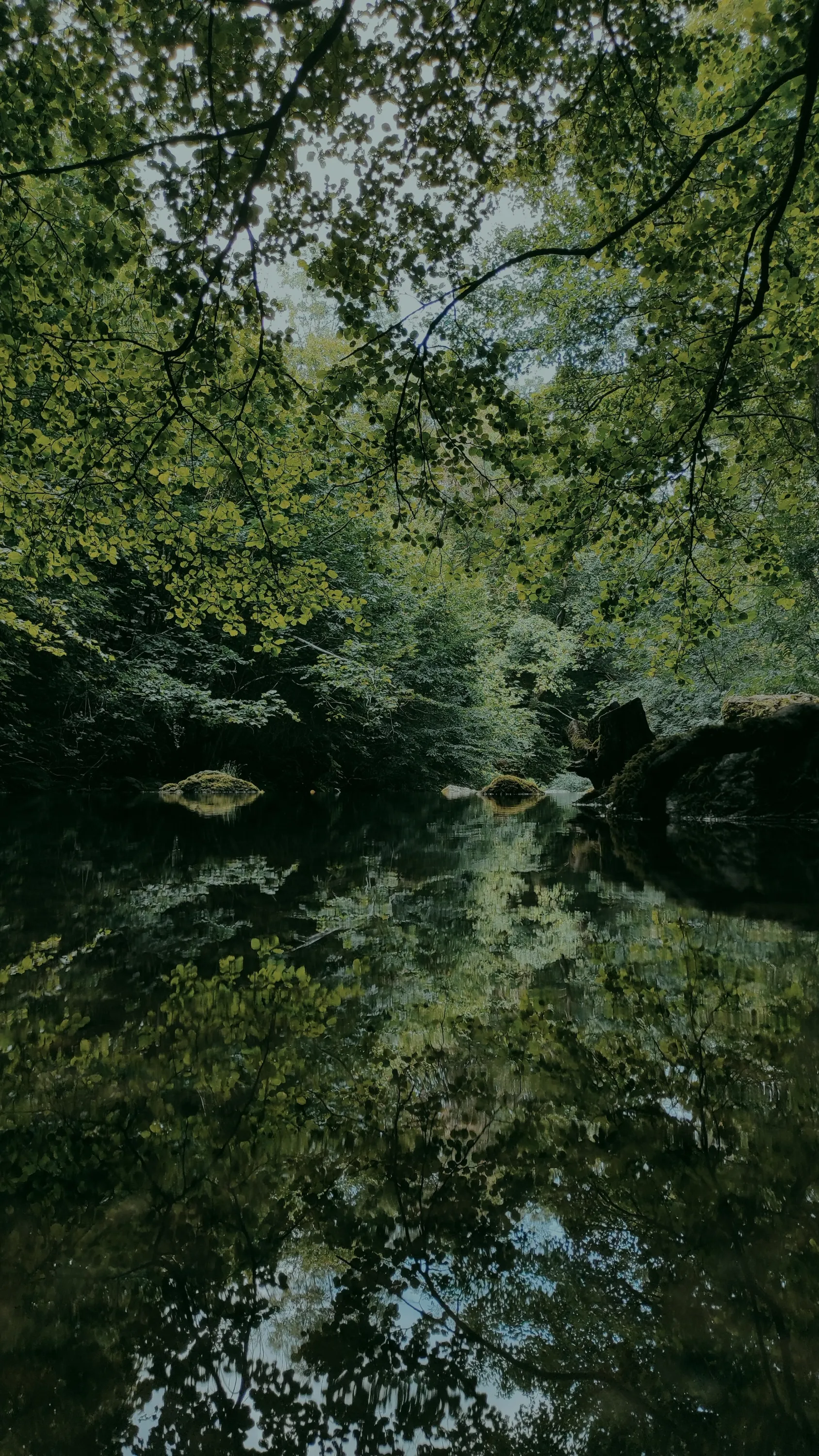 Rivière calme sous les arbres